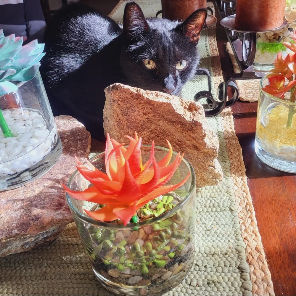 Southwestern Sonoran Desert Succulent Cactus River Rocks In Glass Vase